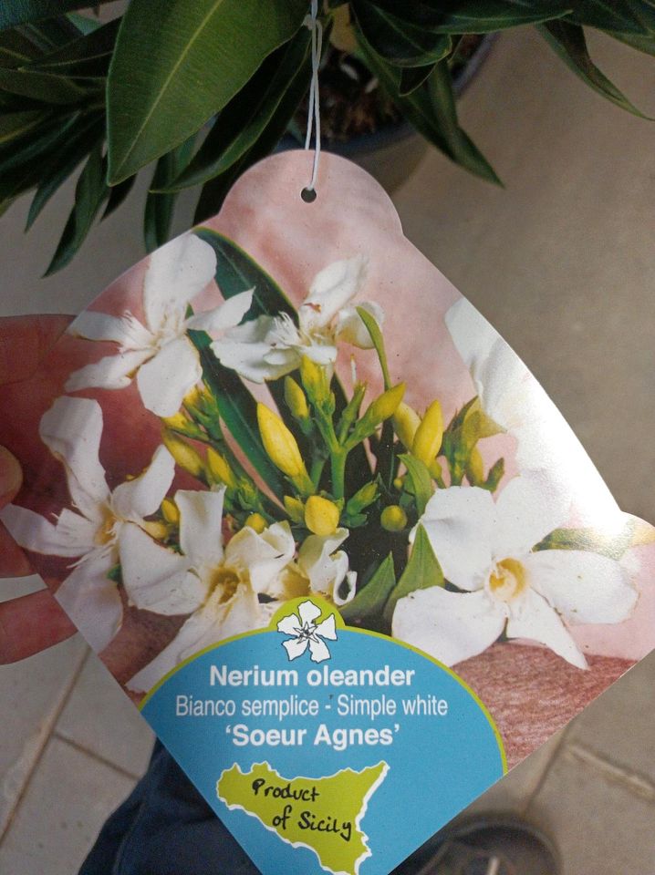 Angebot: Premium Oleander Nerium 100-120 Busch div. Farben in Nordkirchen