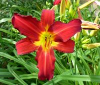 Hemerocallis Taglilie " Fred's Red " 1,12 m Höhe Murphy 2012 DF Köln - Merkenich Vorschau