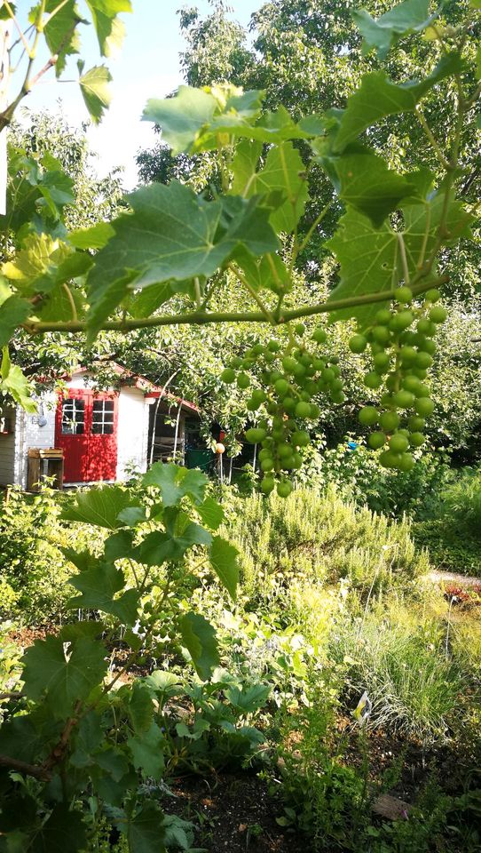SUCHEN Häuschen mit Garten / Garten Whg / kleines Haus in Bad Tölz