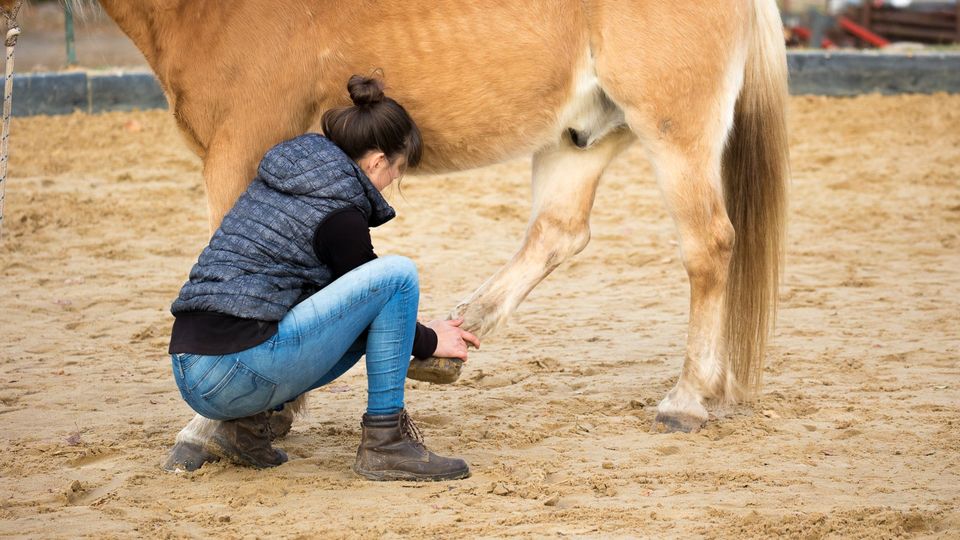 Pferdeosteopathie / Osteopathie für Pferde und Ponys in Dresden