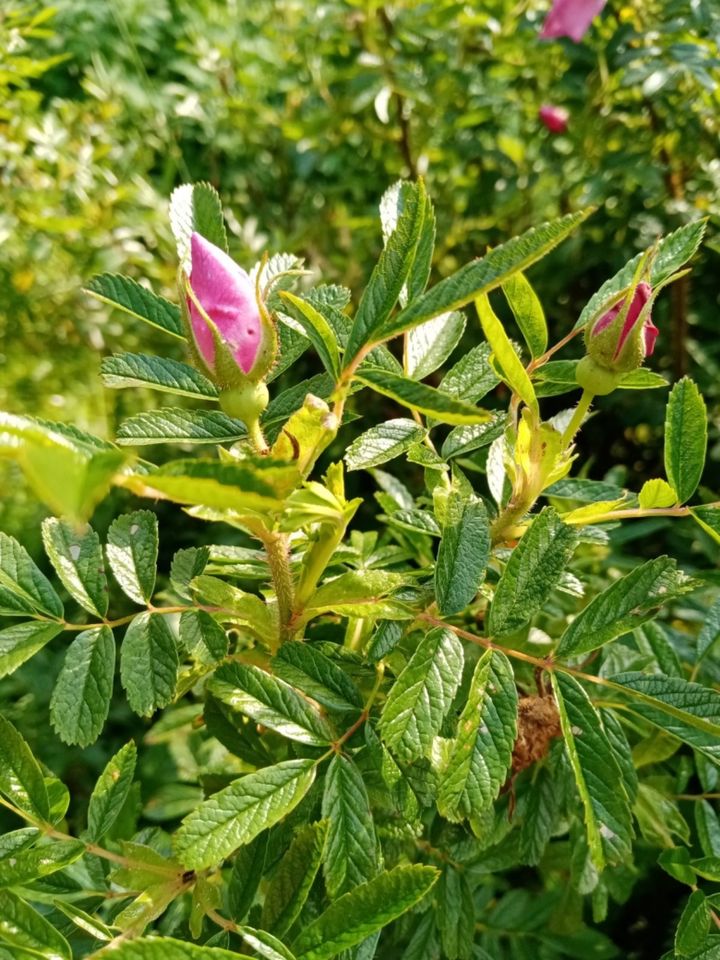 Rose für den naturnahen Garten ungefüllt Insektenmagnet in Winnweiler