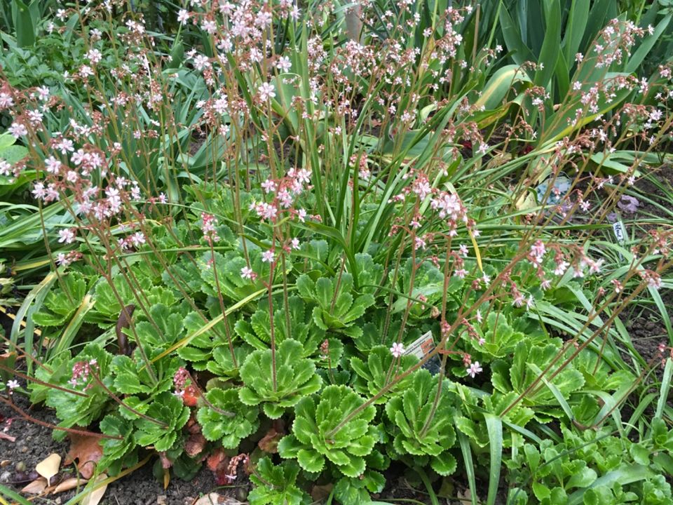 Winterharte Pflanzen, Stauden, Sedum uvm in Ebersbach bei Großenhain