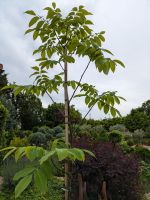 Walnussbaum, Juglans regia, echte Walnuss Rheinland-Pfalz - Lingenfeld Vorschau