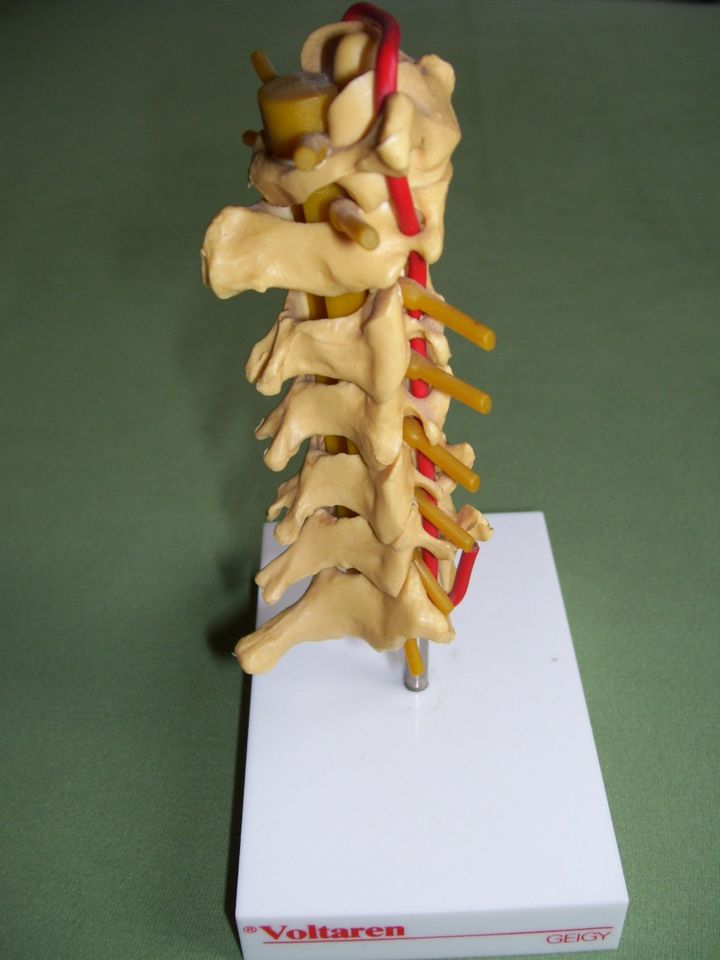 Anatomisches Modell Halswirbelsäule d. Menschen auf Stativ Anatom in Berlin