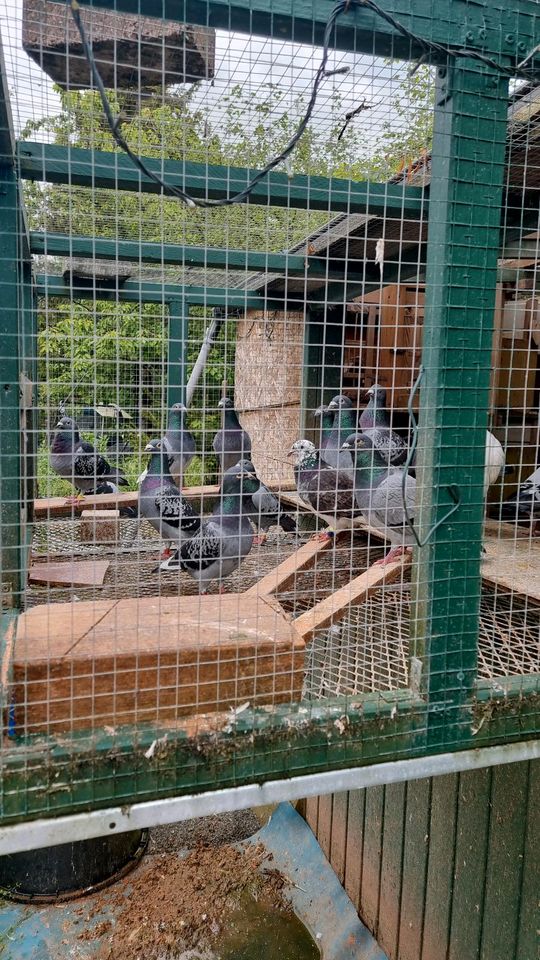 Tauben/Fleischtauben abzugeben in St. Wendel