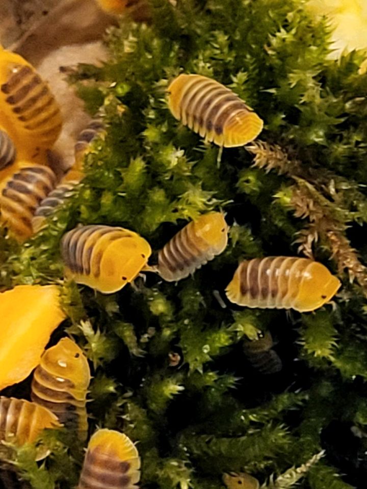 Cubaris Jupiter orange shade Asseln Kleintiere Isopod Isopods in Oerlinghausen
