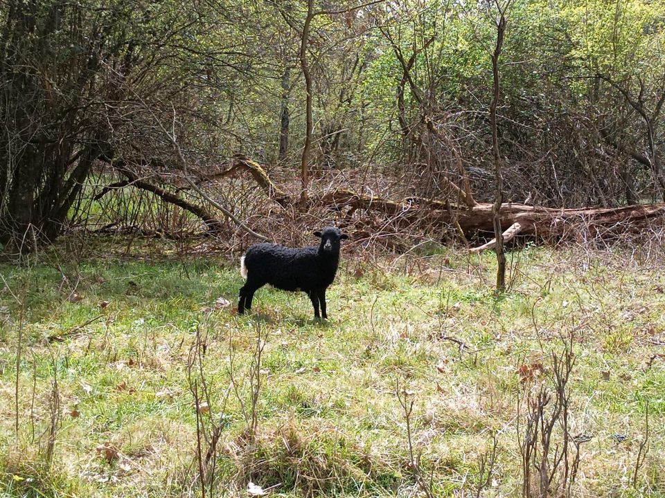 Kamerunschafe Aue Lämmer weiblich Kamerun Schafe in Neunkirchen