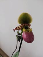 Orchidee Frauenschuh Paphiopedillum Pinocchio Hessen - Bad Soden-Salmünster Vorschau