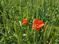 Ackerland Felder zur Pacht Bewirtschaftung Bio Acker Nutzflächen Bayern - Tittmoning Vorschau