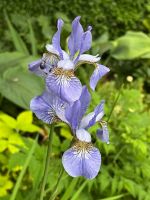 Iris sibirica,Wiesen Schwertlilie purpur - violett & blau, Staude Niedersachsen - Zeven Vorschau
