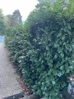 3m Busch/ Hecke zum Verkaufen Stuttgart - Birkach Vorschau