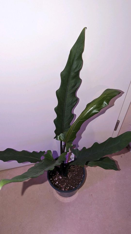 Alocasia lauterbachiana XL Zimmerpflanze Grünpflanze in Kassel