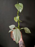 Philodendron Hastatum Silver Sword | Jungpflanze Duisburg - Duisburg-Mitte Vorschau