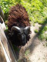 quessantschaf bock Sachsen - Kamenz Vorschau