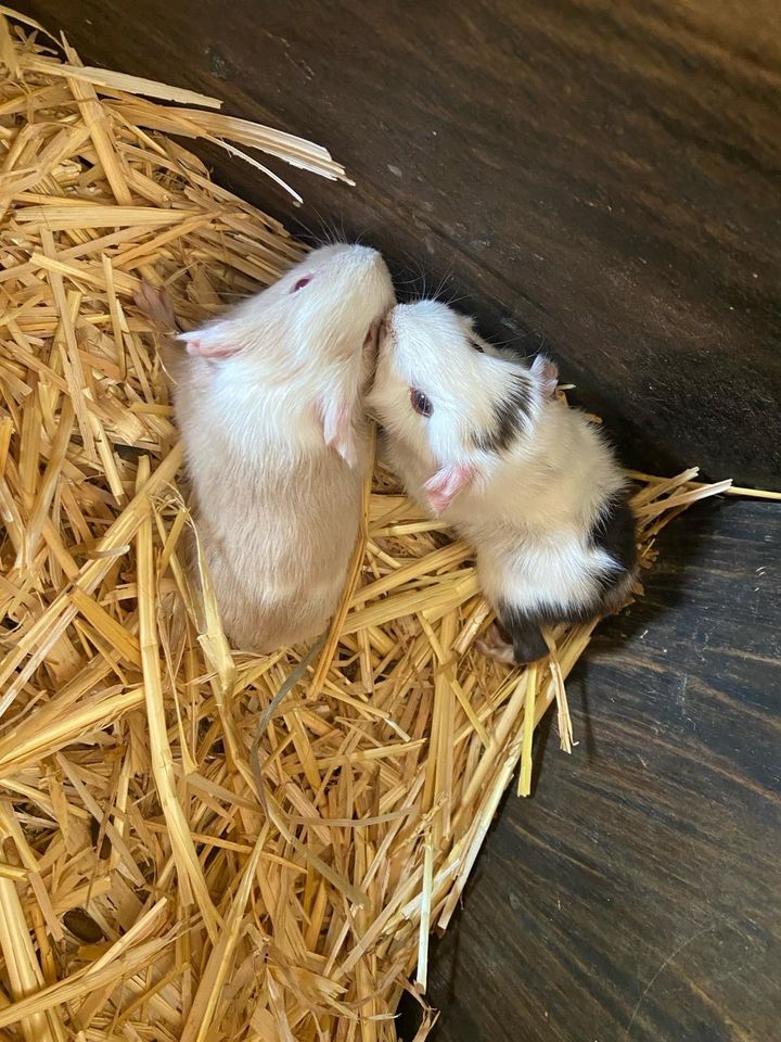 Meerschweinchen, Meeris, Weibchen +Männchen in Georgsmarienhütte