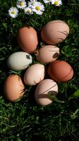 Bruteier Eier von unserer bunten Hühnertruppe Bayern - Kötz Vorschau