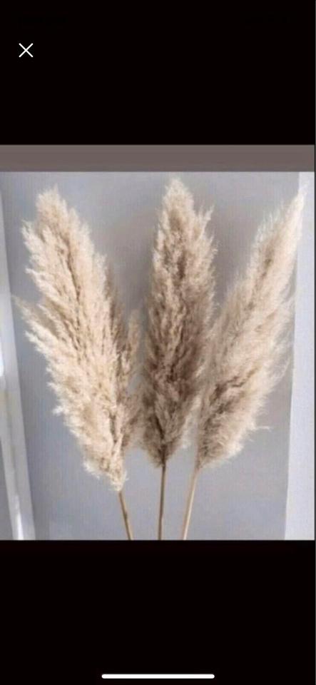 Pampasgras XXL super fluffig Trockenblumen Hochzeit Dekoration in Mögglingen