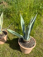 Agave im Tontopf Niedersachsen - Bovenden Vorschau