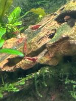 Zwerggarnelen Red Sakura Neocaridina Münster (Westfalen) - Gremmendorf Vorschau