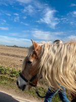 Pflege/Reitbeteiligung Nordrhein-Westfalen - Viersen Vorschau