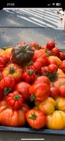 Tomaten/ Paprika/ Gemüsepflanzen Nordrhein-Westfalen - Lübbecke  Vorschau