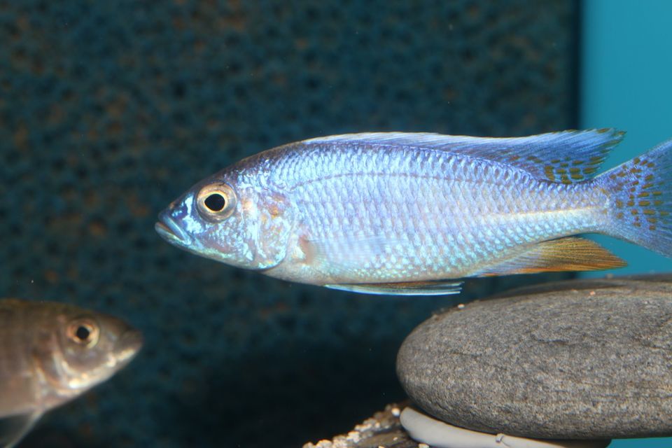 Sciaenochromis fryeri „ahli“ Malawi-Buntbarsch in Taura