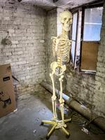 Anatomie Skelett fürs Medizin Studium bzw allg. Gesundheitssystem Mitte - Wedding Vorschau