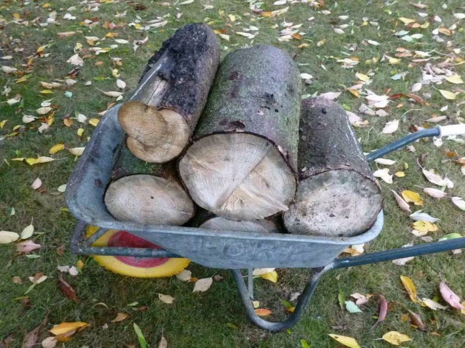 Feuerholz 40cm Brennholz Stihl Brennstoff Holz Feuer Kaminholz in Pausa/Vogtland