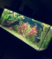 EHEIM vivaline LED 240, Aquael Filter, 2x Fluval LED, CO2 Anlage Schleswig-Holstein - Grödersby Vorschau