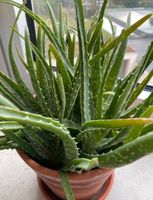 Aloe Vera Ableger Niedersachsen - Osnabrück Vorschau