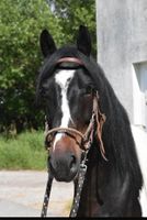 Schecke Wallach Freizeitpferd Reitpony Kinderpferd Bayern - Arnstorf Vorschau