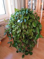 Große Zimmerpflanze Porzellanblume Hoya Rheinland-Pfalz - Emmelshausen Vorschau