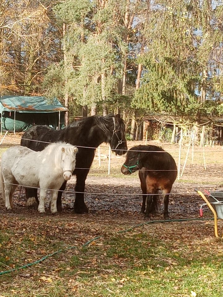 Fewo 70 bzw. 77qm, Haff-Strand, Hund, Bauernhof, Wandern, Angeln in Eggesin