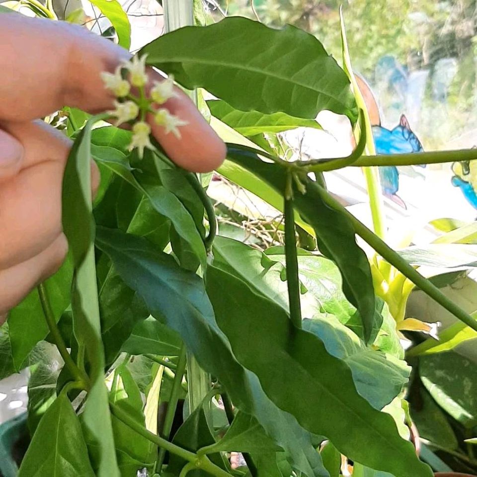 Hoya Papaschonii Samen , Frische Samen Zum Selber Säen. 6 Stück. in Schafstedt