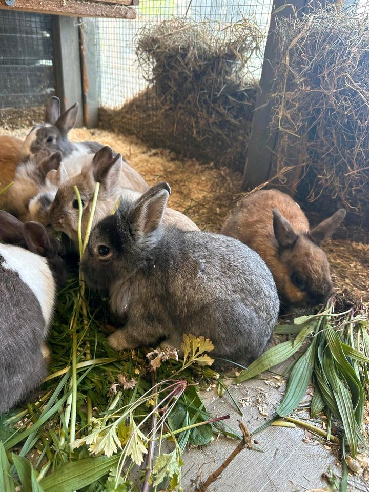 Zwergkaninchen ♡ Farbenzwerg ♡ Löwenköpfchen ♡ handzahme Babys in Braunschweig