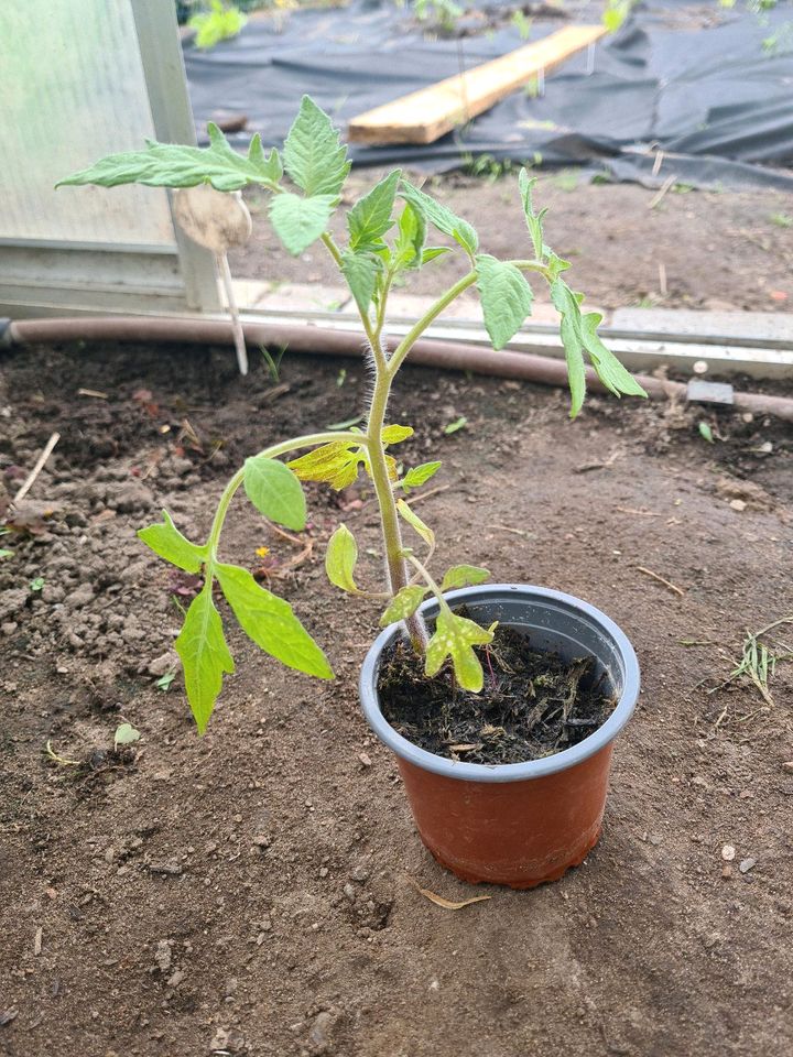 Bio Tomaten Pflanzen ochsenherz tomatenpflanzen 2€ pro Pflanze in Rödermark