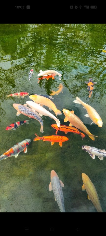 Koi, Japanische KOi Karpfen in Ascheberg