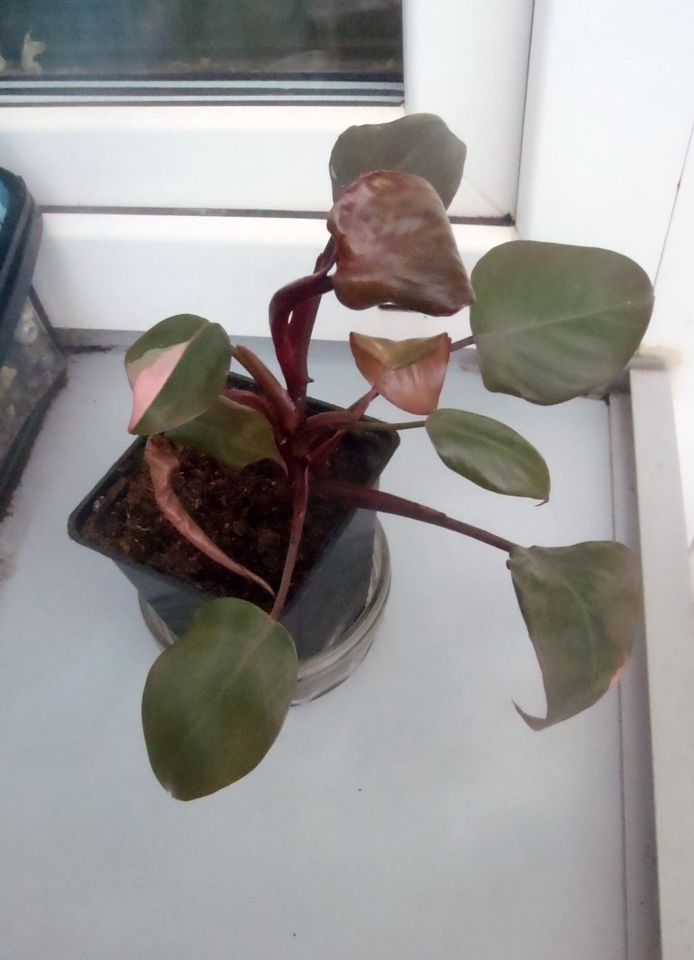 Philodendron pink princess in Berlin