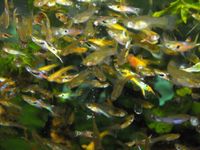 10 Endler Guppys - reinerbig + Hybriden tolle Farbkombinationen Rheinland-Pfalz - Weitefeld Vorschau