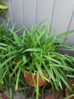 Agapanthus mit schmalen Blättern Bayern - Kempten Vorschau