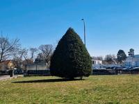 Baum (Eibe) Bayern - Altenkunstadt Vorschau