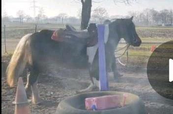 Liebes unverbrauchtes Kleinpferd zum selber ausbilden in Wehrbleck