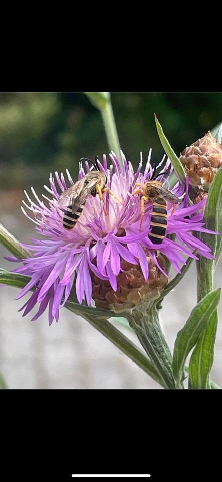 30 Samen Wiesen-Flockenblume, Naturgarten Schmetterling Saatgut in Baldham