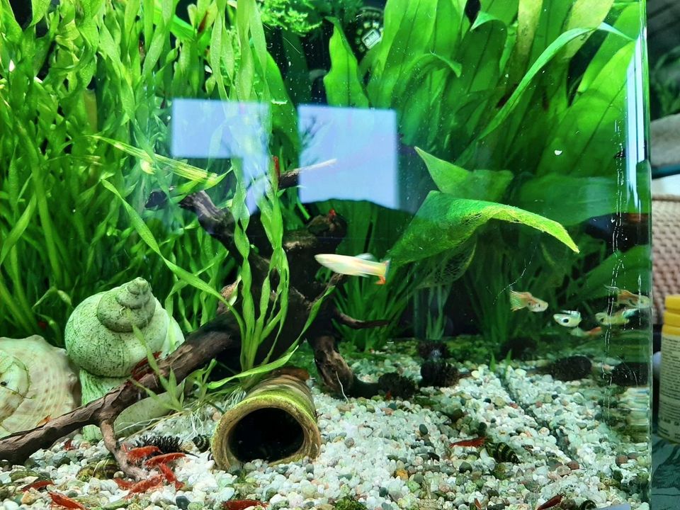 GUPPY Aquarium Süßwasser |10 Stück = 3€ | Guppy Baby Nachwuchs in Waghäusel