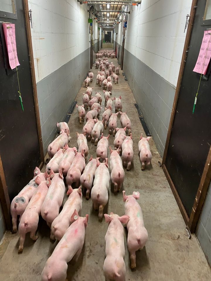 Mitarbeiter für den Schweinestall in Senden