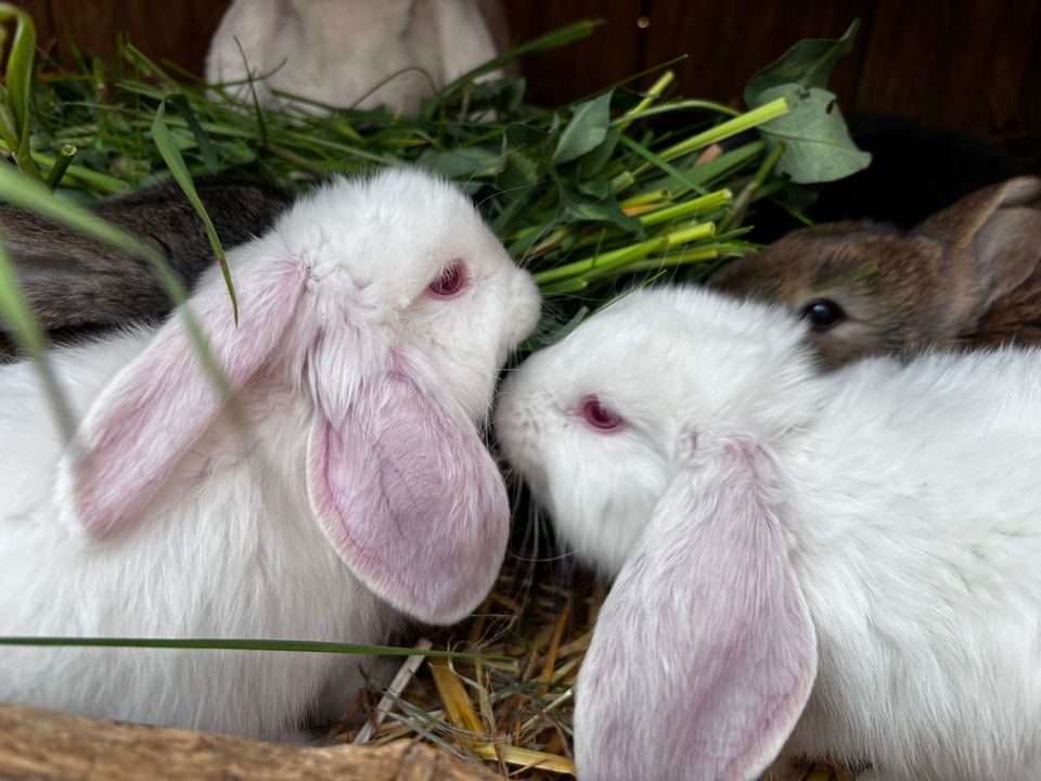 Deutsche Widder,❤️,Albino, Häsin,Zibbe,Kaninchen,Hasen in Quedlinburg