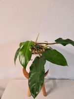 Philodendron squamiferum im Topf Neuhausen-Nymphenburg - Neuhausen Vorschau