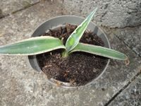 Agave Ableger Gartenpflanze,zweifarbig Sachsen - Bischofswerda Vorschau