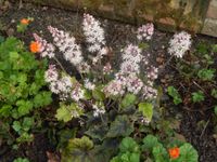 Herzblättrige Schaumblüte -BIENENWEIDE- Niedersachsen - Appel Vorschau