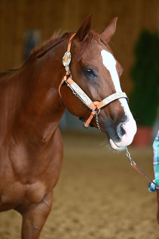 Quarter Horse,All-Around Hengst,Nachwuchs von AINT IT THE BLUES in Erligheim